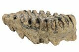 Partial Woolly Mammoth Fossil Molar - Poland #235269-1